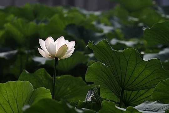 《大悲咒》全文抄写